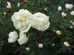 blanc les fleurs du jardin Rose Photo