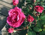 różowy Ogrodowe Kwiaty Róża, rose zdjęcie