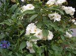fehér Kerti Virágok Polyantha Emelkedett, Rosa polyantha fénykép