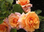 oranžový Zahradní květiny Polyantky Růže, Rosa polyantha fotografie
