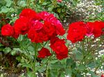 sarkans Dārza Ziedi Polyantha Rožu, Rosa polyantha Foto