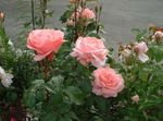 rosa Grandiflora Subió, Rose grandiflora Foto