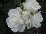 vit Trädgårdsblommor Grandi Ros, Rose grandiflora Fil