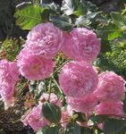 roosa Aias Lilli Tõusis Majake Ronimine Roos, Rose Rambler Foto
