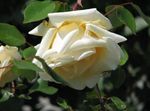 rumena Vrtno Cvetje Rose Rambler, Plezanje Vrtnico fotografija