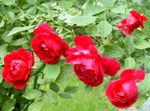 Bilde Rose Fotturist, Klatring Rose beskrivelse