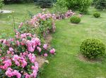 Rose Ground Cover