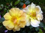 amarillo Flores de jardín Cubierta De Tierra Rosa, Rose-Ground-Cover Foto