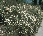 თეთრი ბაღის ყვავილები ვარდების ადგილზე საფარი, Rose-Ground-Cover სურათი