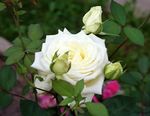 valkoinen Puutarhakukat Hybridi Teetä Ruusu, Rosa kuva
