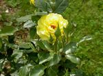 yellow Garden Flowers Hybrid Tea Rose, Rosa Photo