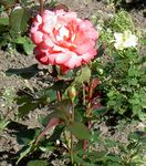 oranžinis Sodo Gėlės Hibridinių Arbatos Išaugo, Rosa Nuotrauka