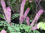 lilas les fleurs du jardin Indigobush, False Indigo, Indigo Bâtard, Rivière Acridienne, Amorpha-fruticosa Photo