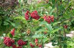 vermelho Flores do Jardim Rowan, Cinza De Montanha, Sorbus aucuparia foto