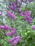 violetti Puutarhakukat Yhteinen Liila, Ranska Lila, Syringa vulgaris kuva