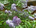 Foto Gewöhnlicher Flieder, Französisch Lilac Beschreibung