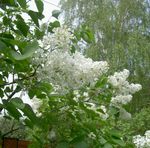 білий Садові Квіти Бузок Звичайна, Syringa vulgaris Фото