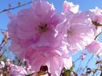 розовый Садовые Цветы Слива, Prunus Фото