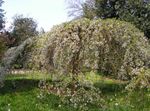 blanco Flores de jardín Prunus, Ciruelo Foto