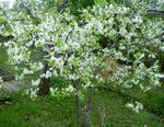 თეთრი ბაღის ყვავილები Prunus, ქლიავის ხე სურათი