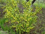 gelb Gartenblumen Goldenen Johannisbeere, Redflower Johannisbeere, Golden Currant, Ribes Foto