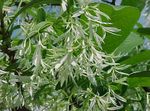 bianco I fiori da giardino Albero Frangia, La Barba Vecchio, Grancy Graybeard, Chionanthus foto