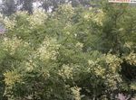 bílá Zahradní květiny Japonský Pagoda Strom, Učenec-Tree, Sophora fotografie