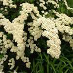 თეთრი ბაღის ყვავილები Spirea, საქორწილო ს Veil, Maybush, Spiraea სურათი