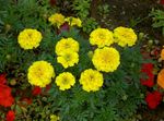žlutý Zahradní květiny Měsíček, Tagetes fotografie