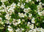 თეთრი ბაღის ყვავილები ცვილის Begonias, Begonia semperflorens cultorum სურათი