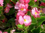 roosa Aias Lilli Vaha Begooniate, Begonia semperflorens cultorum Foto