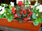 červená Zahradní květiny Voskové Begónie, Begonia semperflorens cultorum fotografie