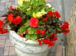 raudonas Sodo Gėlės Vaškas Begonia, Gumbai Begonia, Begonia tuberhybrida Nuotrauka