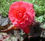 růžový Zahradní květiny Vosk Begónie, Hlíznaté Begónie, Begonia tuberhybrida fotografie