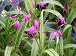 pinkki Puutarhakukat Maa Orkidea, Raidallinen Bletilla kuva