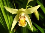 kollane Aias Lilli Maa Orhidee, Triibuline Bletilla Foto