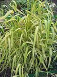 зелен Градински цветове Боулс Златна Трева, Златна Просо Трева, Златисто Дърво Mille, Milium effusum снимка