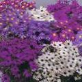purpurowy Ogrodowe Kwiaty Brahikoma, Brachyscome zdjęcie