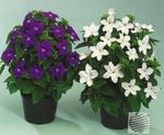 weiß Busch Violetten, Saphir Blume, Browallia Foto