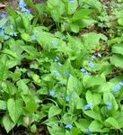 šviesiai mėlynas Sodo Gėlės Klaidinga Forget-Me-Not, Brunnera macrophylla Nuotrauka