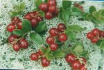 sarkans Dārza Ziedi Brūkleņu, Kalnu Dzērveņu, Foxberry, Vaccinium vitis-idaea Foto