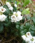 bianco I fiori da giardino Mirtilli, Mirtilli Rossi, Cowberry, Foxberry, Vaccinium vitis-idaea foto