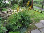 жълт Градински цветове Bigleaf Ligularia, Леопард Растение, Златна Кръстец снимка