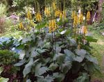 amarillo Flores de jardín De Hoja Ancha Ligularia, Planta Leopardo, Groundsel Oro Foto