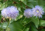 azul claro Flores de jardín Bits Escabiosa, Arrastrándose Ajedrea De Oveja, Jasione Foto