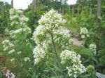 blanco Flores de jardín Barba De Júpiter, Llaves Del Cielo, La Valeriana Roja, Centranthus ruber Foto