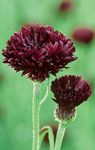 burgundy garður blóm Knapweed, Stjarna Thistle, Cornflower, Centaurea mynd
