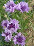 lila Flores de jardín Centaurea, Cardo Estrella, Aciano Foto