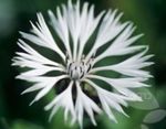 bílá Zahradní květiny Plevel, Hvězda Bodlák, Chrpa, Centaurea fotografie