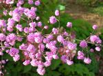 rosa Gartenblumen Wiesenraute, Thalictrum Foto